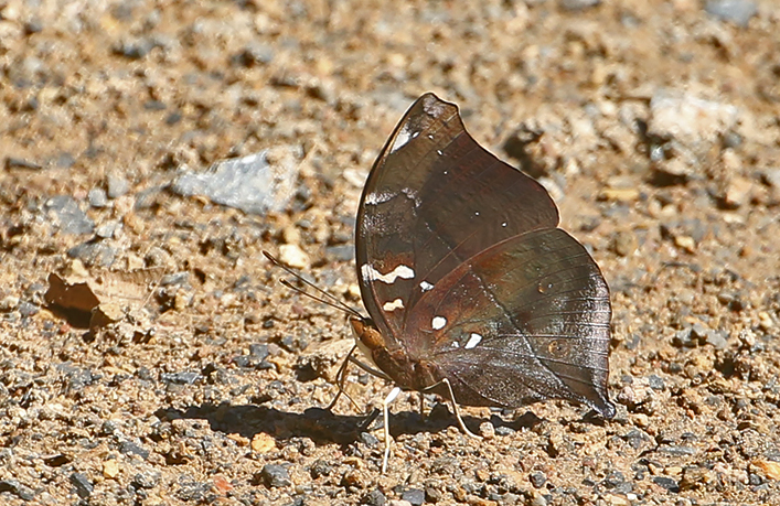 Autumn Leaf Doleschallia bisaltide