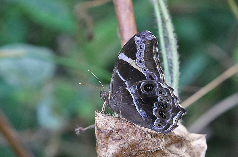 Bamboo Treebrown (Lethe europa)