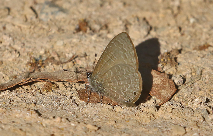 Pointed Ciliate Blue Anthene lycaenina