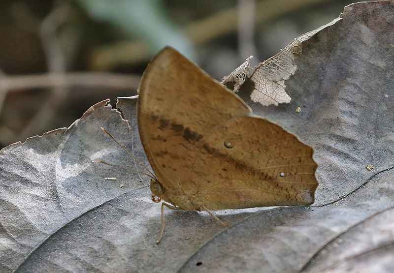 Common Duffer Discophora sondaica