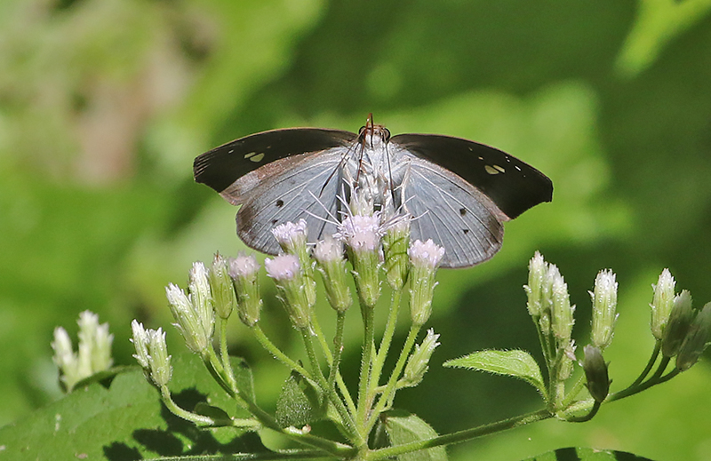 Pied Flat Tagiades japetus