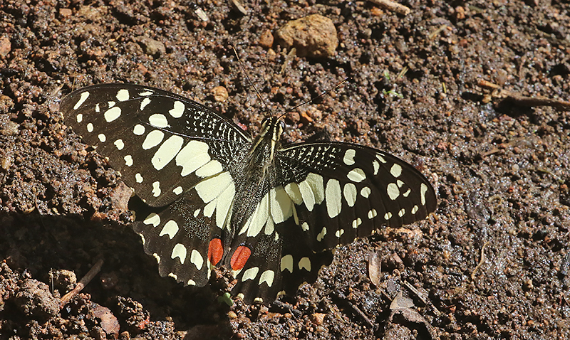 The Lime Swallowtail (Papilion demoleus)