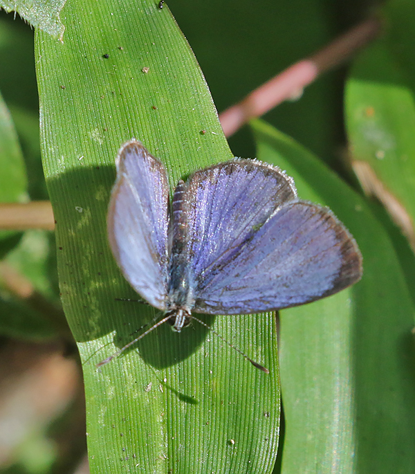 Common Hedge Blue Acytolepis puspa