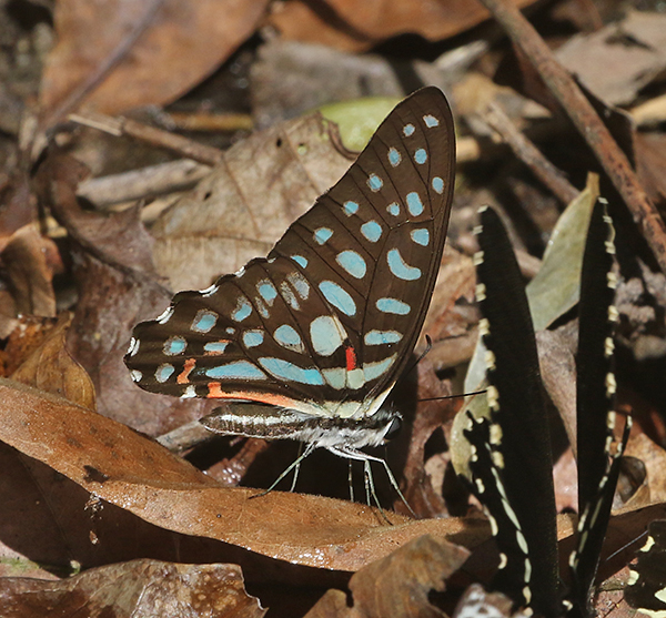Spotted Jay (Graphium arycles)