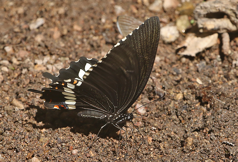 Common Mormon Swallowtail Papilio polytes