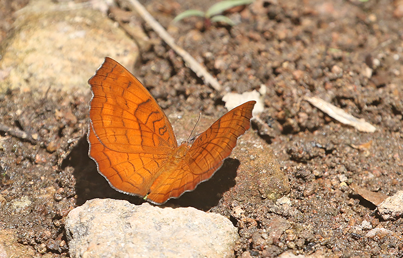 Banded Castor Ariadne specularia
