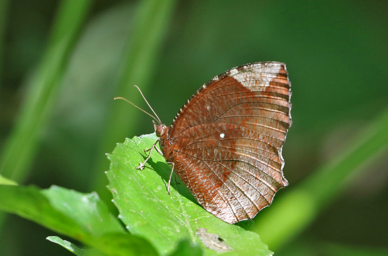 Common Palmfly Elymnias hypermnestra