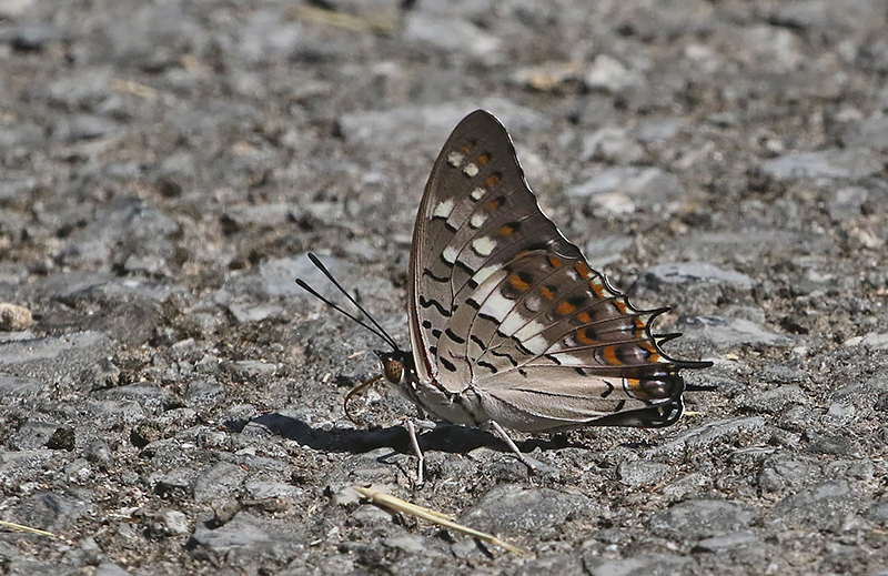 Black Rajah (Charaxes solon)