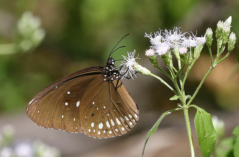 Common Crow Butterfly Euploea core