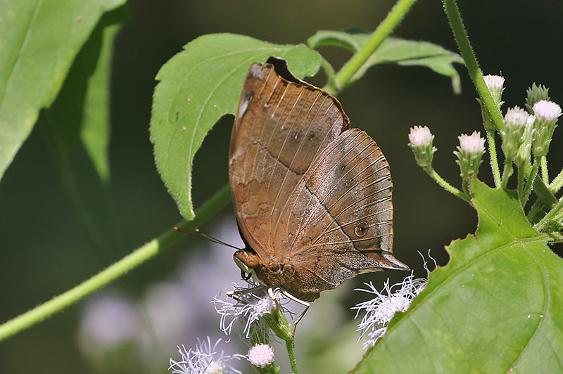 Autumn Leaf Doleschallia bisaltide