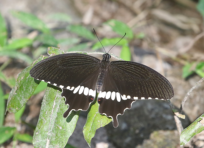 Common Mormon Swallowtail Papilio polytes