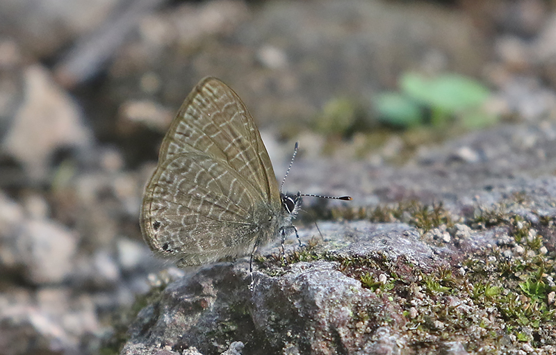 Transparent 6-Line Blue Nacaduba kurava