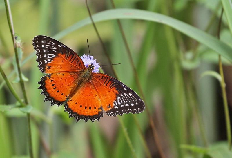 Nymphalidae (Brush-footed butterflies)