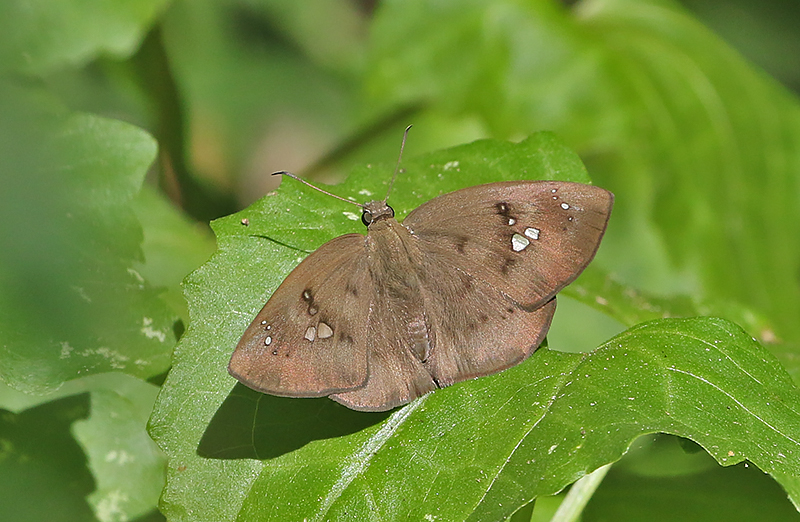Pied Flat Tagiades japetus