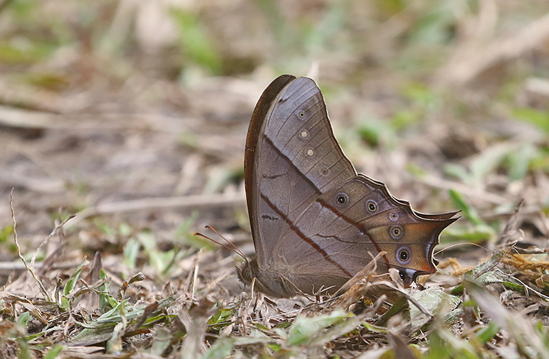 Tailed Red Forester (Lethe sinorix)