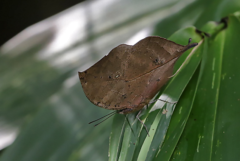 Orange Oakleaf Kallima inachus