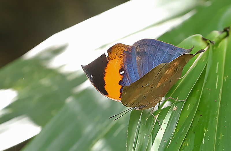 Orange Oakleaf Kallima inachus