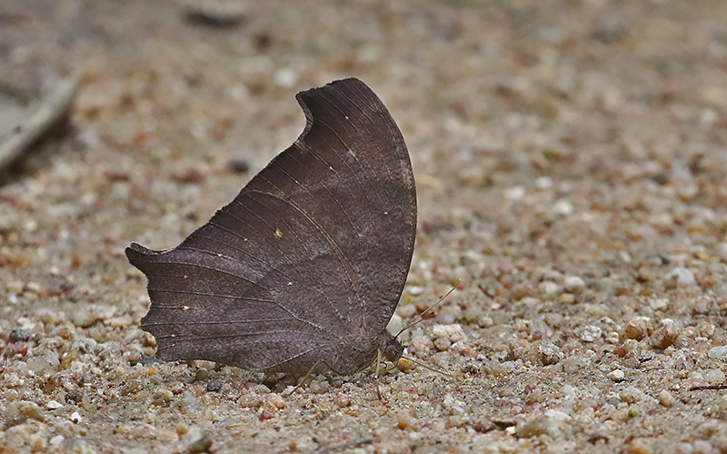 Great Evening Brown (Melanitis zitenius)