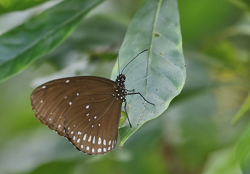 Common Crow Butterfly (Euploea core)