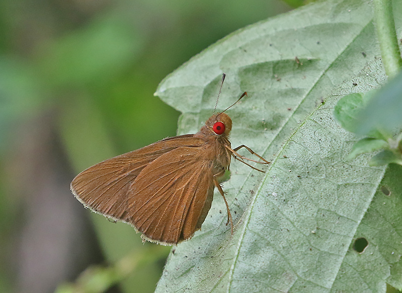 Common Redeye Matapa aria