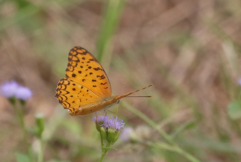Common Leopard, (Phalantha phalantha)