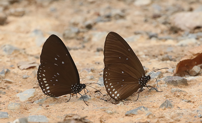 Double-branded Crow Butterfly Euploea sylvester and Common Crow on the left