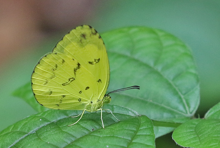 One-spot Grass Yellow Eurema andersoni