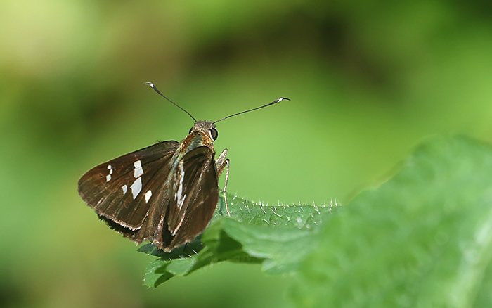 Tree Flitter Hyarotis adrastus