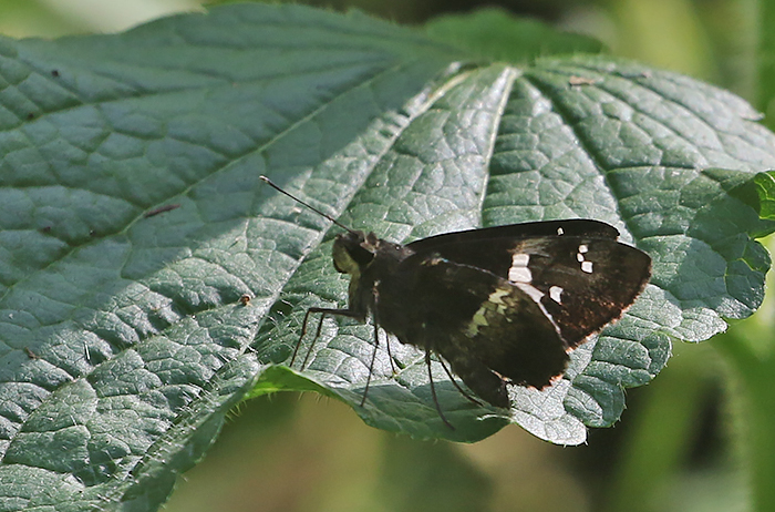 Tree Flitter Hyarotis adrastus