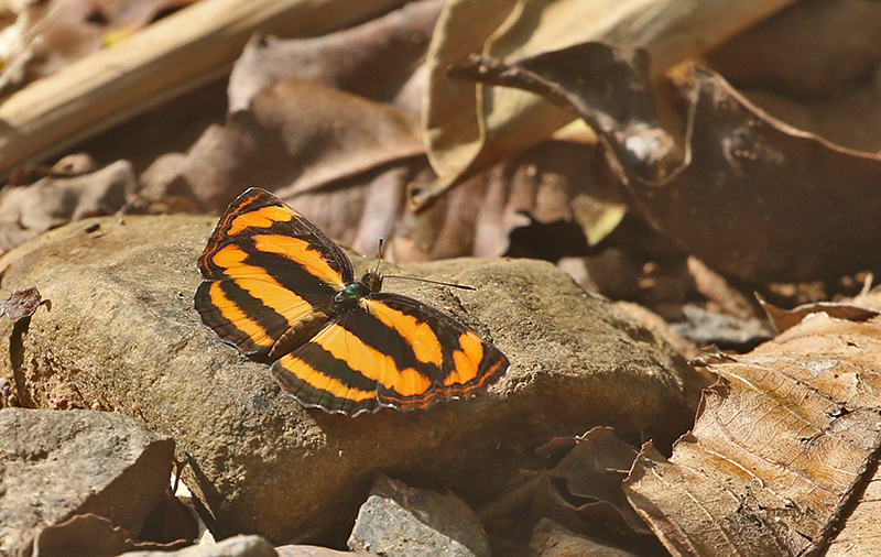 Common Lascar (Pantoporia hordonia)
