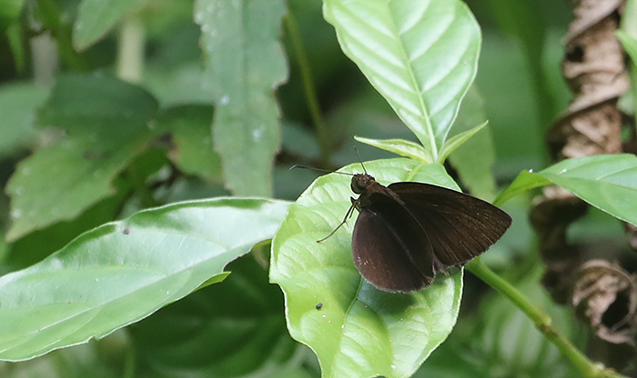 Chocolate Demon.     (Ancistroides nigrita othonias)