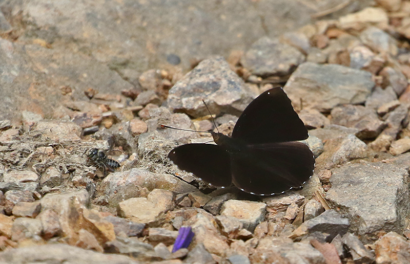 Black Prince Rohana parisatis