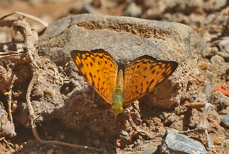 Small Leopard (Phalanta alcippe)