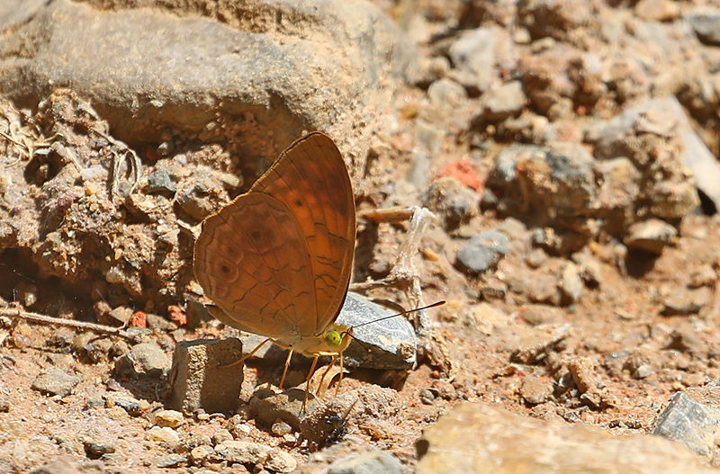 Common Leopard, (Phalantha phalantha)