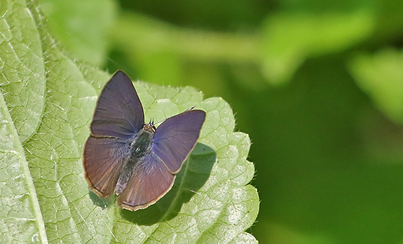 Common Ciliate Blue (Anthene emolus)