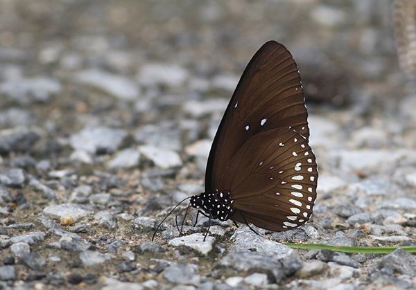 Long-branded Blue Crow Butterfly (Euploea algea)