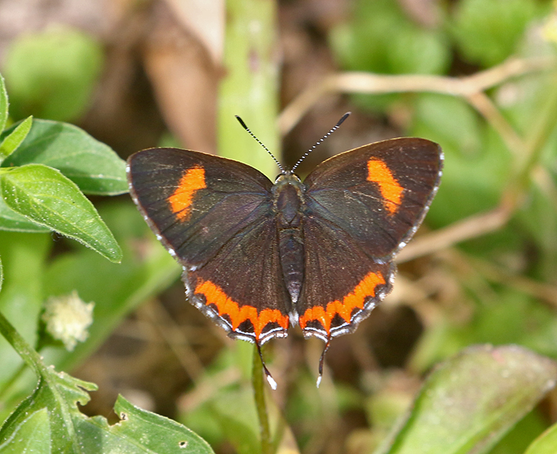 Restricted Purple Sapphire Heliophorus ila