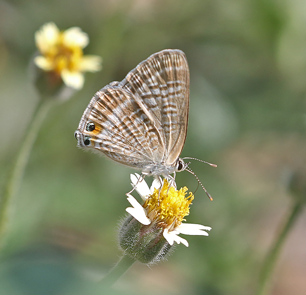 Pea Blue (Lampides boeticus)