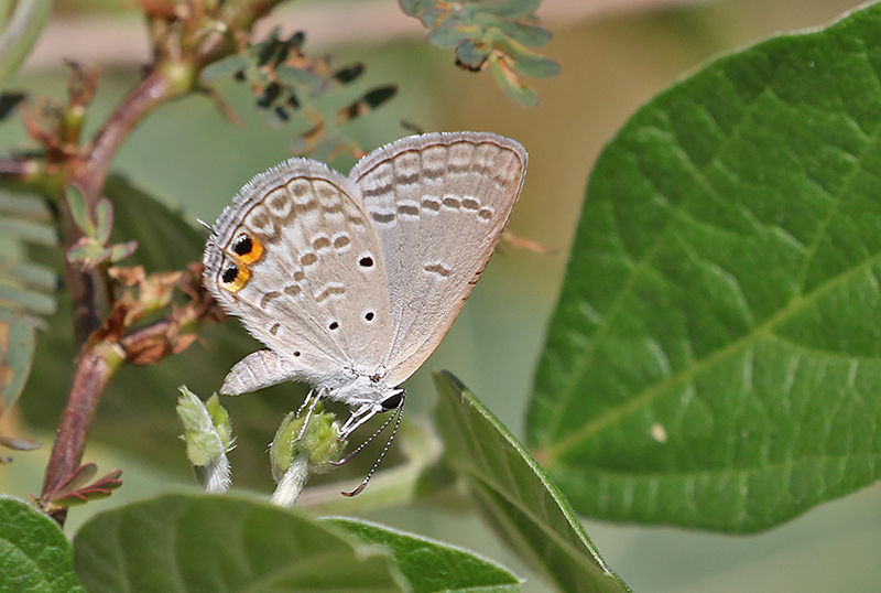 Gram Blue (Euchrysops cnejus)