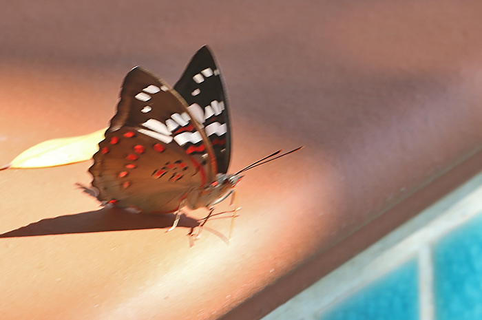 Gaudy Baron (Euthalia lubentina)