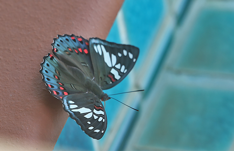 Gaudy Baron (Euthalia lubentina)