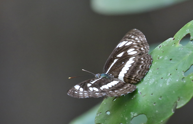 Chestnut-streaked Sailer (Neptis jumbah)