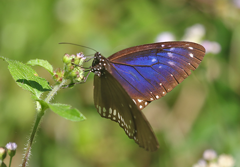 Blue-spotted Crow Butterfly (Euploea midamus)