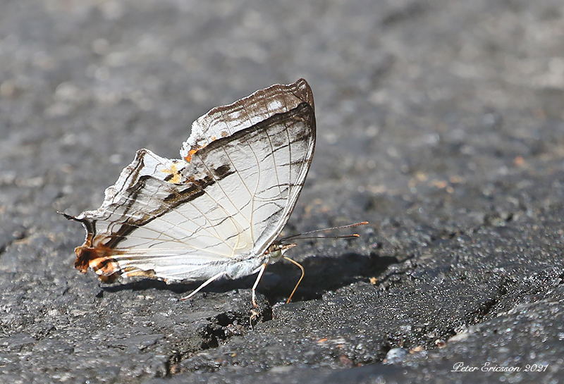 Common Mapwing (Cyrestis thyodamas)