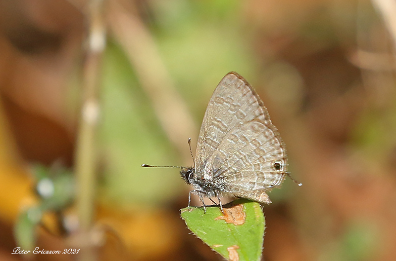 Common Line Blue (Prosotas nora)
