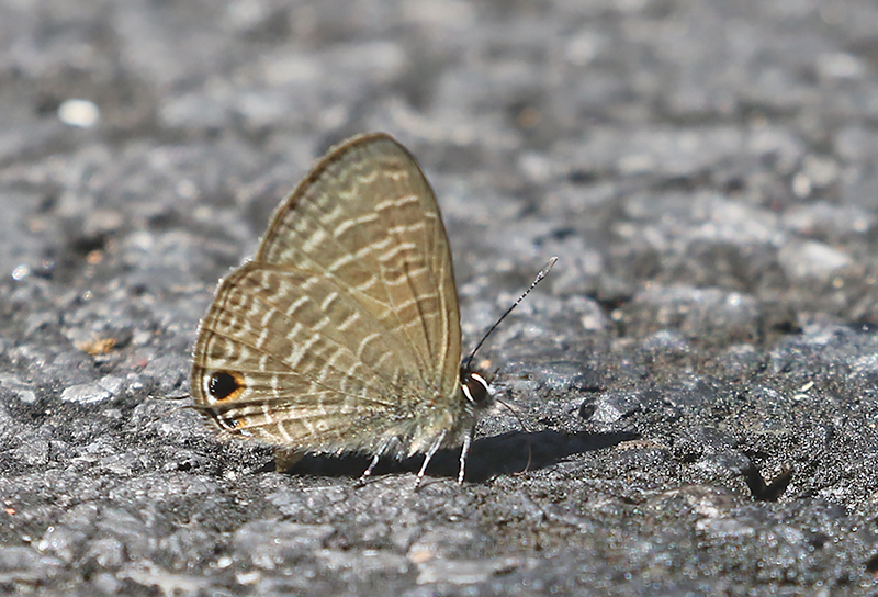 Transparent 6-Line Blue Nacaduba kurava