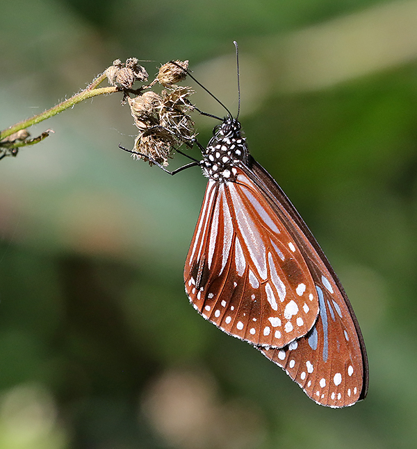 Chestnut Tiger Parantica sita