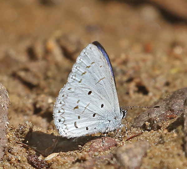 Narrow-bordered Hedge Blue (Udara placidula)