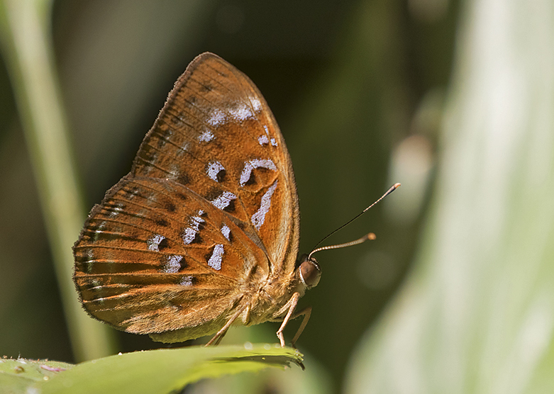 Harlequin (Taxila haquinus)