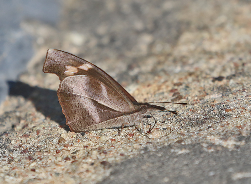 Whitespotted Beak (Libythea narina)